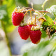 Framboisier rouge ”Malling Promise” (Rubus Idaeus ”Malling Promise”)