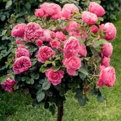 Rosier Pierre de Ronsard ® - Rose Blanche et Rose - Grandes Fleurs