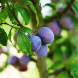 Prunier Quetsche d'Alsace - Prunus Domestica