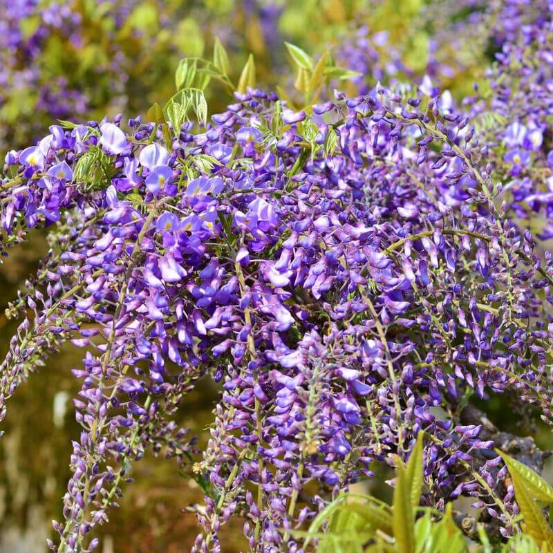 Glycine Violacea Plena, Plante Grimpante Violette