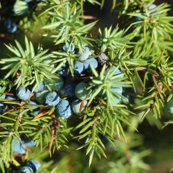 Genévrier Commun (Juniperus Communis)