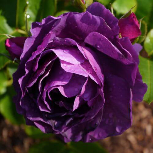 Rosier ‘Purple Eden’