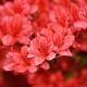 Rhododendron 'Wallowa Red' (Azalea mollis)