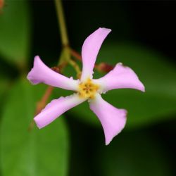 Jasmin Étoilé 'Rose d'Inde' (Trachelospermum Jasminoides)