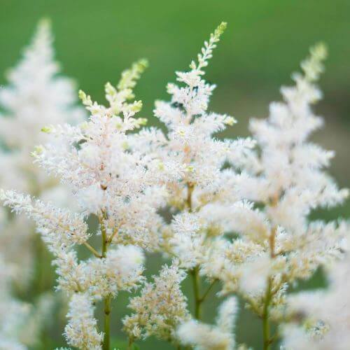 Astilbe d'Arends 'Mont Blanc'
