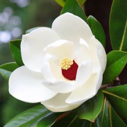 Magnolia de Sielbold