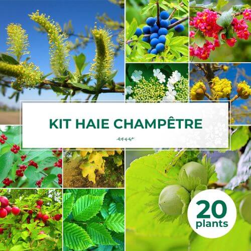 Kit Haie Champêtre - 20 Jeunes Plants