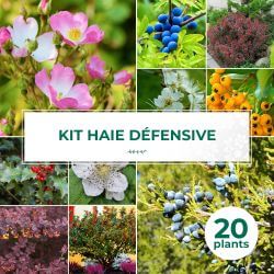 Kit Haie Défensive - 20 Jeunes Plants