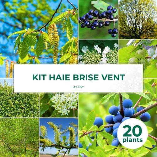 Kit Haie Brise-Vent - 20 Jeunes Plants