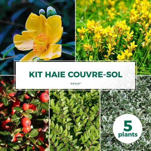 Kit Haie Couvre Sol - 5 Jeunes Plants