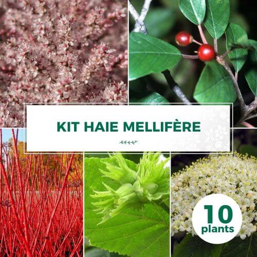 Kit Haie Mellifère - 10 Jeunes Plants