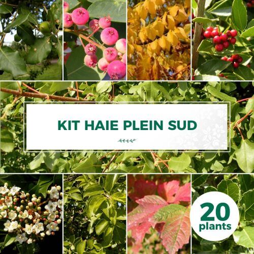 Kit Haie Plein Sud - 20 Jeunes Plants