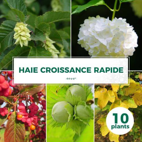 Kit Haie Croissance Rapide - 10 Jeunes Plants