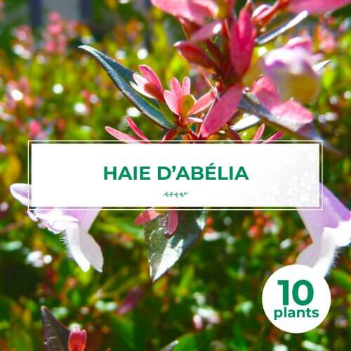 10 Abélia (Abélia Grandiflora) - Haie de Abélia