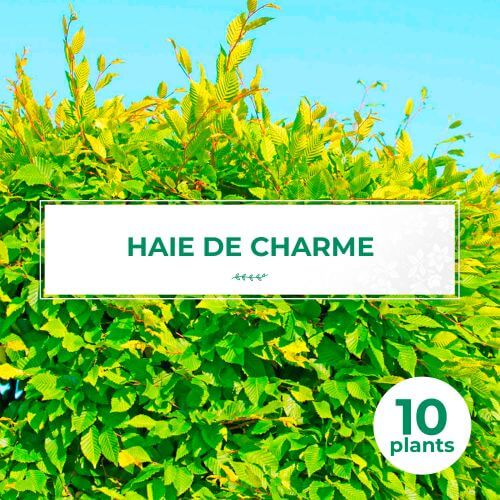 10 Charme Commun (Carpinus Betulus) - Haie de Charmille