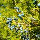10 Genévrier De Virginie (Juniperus Virginiana) - Haie de Genévrier De Virginie