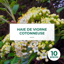 10 Viorne Cotonneuse (Viburnum Lantana) - Haie de Viorne Cotonneuse