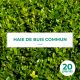 20 Buis Commun (Buxus Sempervirens) - Haie de Buis Commun