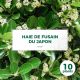 10 Fusain du Japon (Euonymus Japonicus) - Haie Fusain du Japon