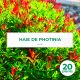 20 Photinia (Photinia Fraseri 'Red Robin') - Haie de Photinia