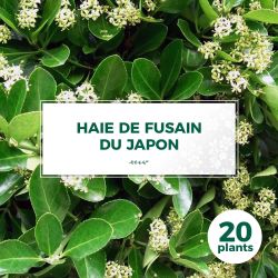 20 Fusain du Japon (Euonymus Japonicus) - Haie Fusain du Japon