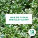 10 Fusain Emerald 'Gaiety' (Euonymus Fortunei 'Gaeity') - Haie Fusain Gaiety
