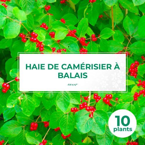 10 Camerisier à balais (Lonicera Xylosteum) - Haie de Camerisier à balais