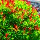 10 Photinia (Photinia Fraseri 'Red Robin') - Haie de Photinia Red Robin