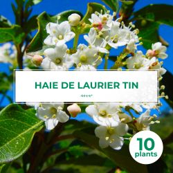 10 Laurier Tin (Viburnum Tinus) - Haie de Laurier Tin