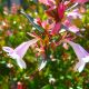 20 Abelia (Abélia Grandiflora) - Haie de Abelia