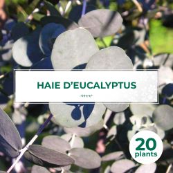 20 Eucalyptus (Eucalyptus Gunnii) - Haie de Eucalyptus