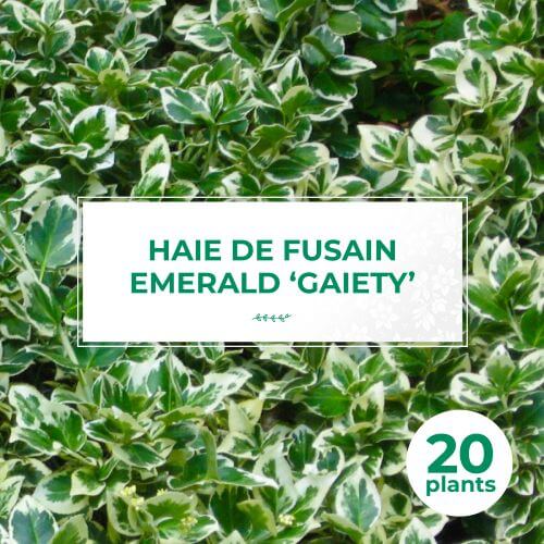 20 Fusain Emerald 'Gaiety' (Euonymus Fortunei 'Gaeity') - Haie Fusain Gaiety