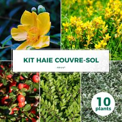 Kit Haie Couvre Sol - 10 Jeunes Plants