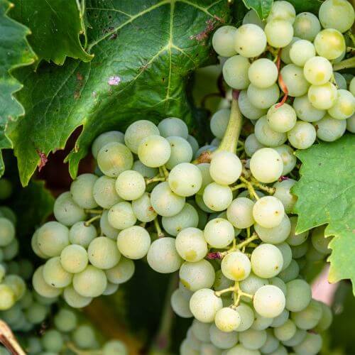 Vigne 'Sauvignon Blanc' (Vitis Sauvignon Blanc)