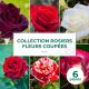 Collection 6 Rosiers fleurs coupées