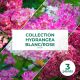 Collection 3 Hydrangea blanc/rose