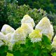 Collection 3 Hydrangea grosses fleurs