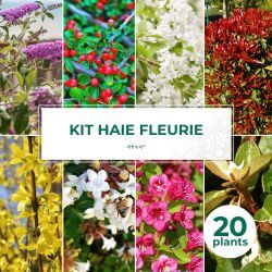 Kit Haie Fleurie - 20 Jeunes Plants
