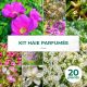 Kit Haie Parfumée - 20 Jeunes Plants