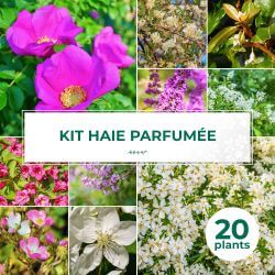 Kit Haie Parfumée - 20 Jeunes Plants