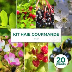 Kit Haie Gourmande - 20 Jeunes Plants