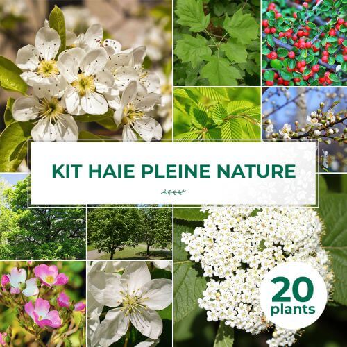 Kit Haie Pleine Nature - 20 Jeunes Plants
