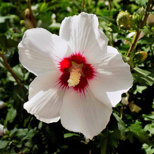 Althéa 'Red Heart' (Hibiscus syriacus)