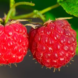Framboisier fraise (Rubus illecebrosus)