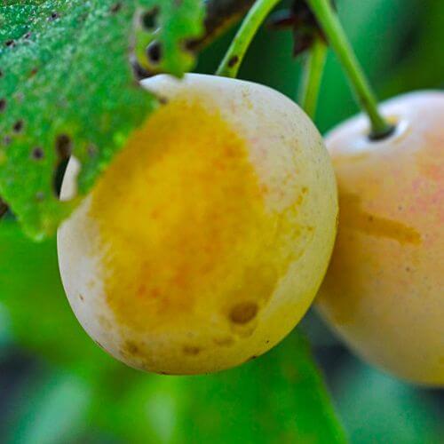 Prunier 'Golden Japan' (Prunus domestica)