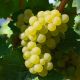 Vigne 'Italia blanc' (Vitis)