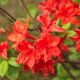 Rhododendron 'Knaphill Hotspur Red' (Azalea)