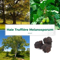 Kit Haie Truffière Melanosporum | Bande Boisée- 5 Plants